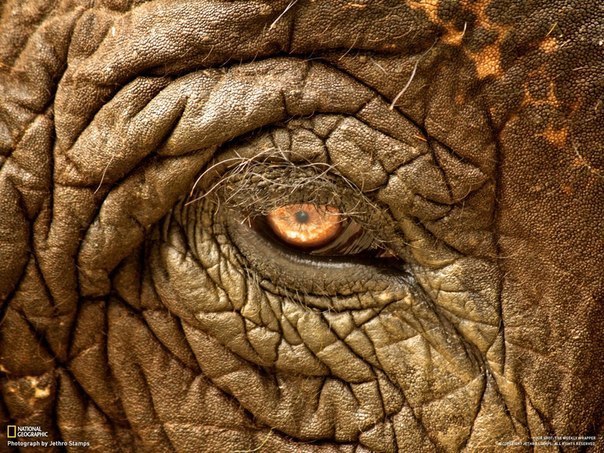 Взгляд азиатского слона. Снимок сделан в национальном парке Читван, Непал. Автор фото: Jethro Stamps.