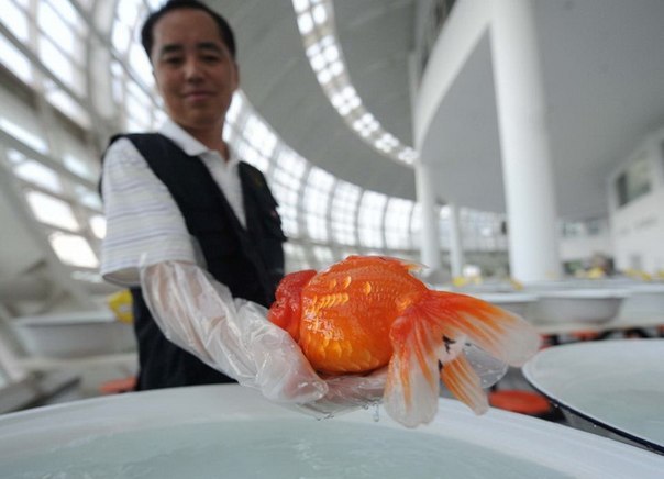 Международный конкурс красоты среди золотых рыбок в Китае 