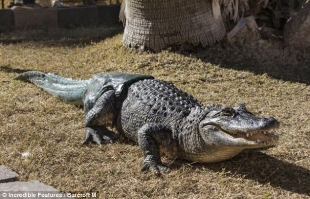 Крокодилу-инвалиду, в американском городе Феникс сделали искусственный хвост.