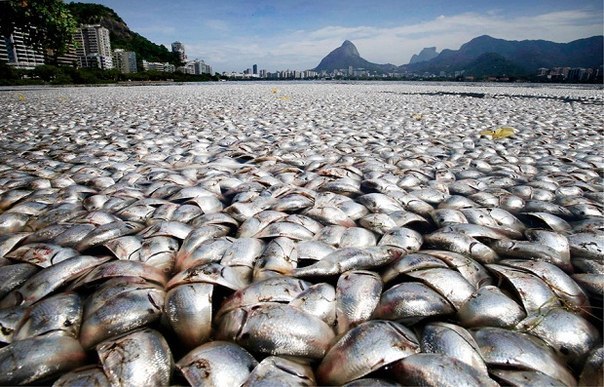 Тысячи рыб, пострадавших из-за загрязненной воды в лагуне Родриго де Фреитаса в Рио-де-Жанейро.