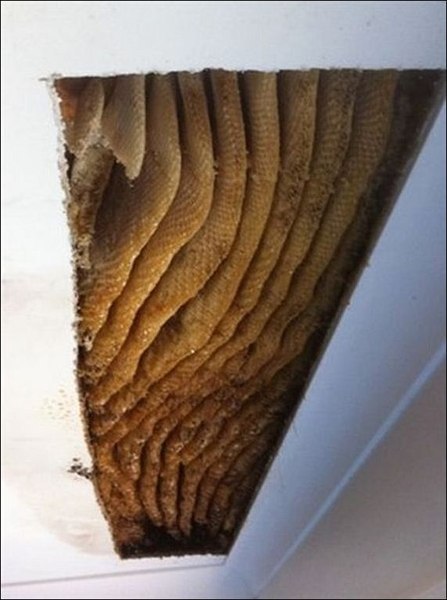 В Австралии пчелы устроили улей прямо в одном из домов! Хозяева заметили пятна на потолке в одной из комнат и липкую жидкость. Оказалось, что в пустотах над потолком