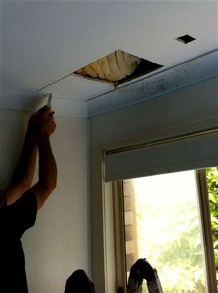 В Австралии пчелы устроили улей прямо в одном из домов! Хозяева заметили пятна на потолке в одной из комнат и липкую жидкость. Оказалось, что в пустотах над потолком