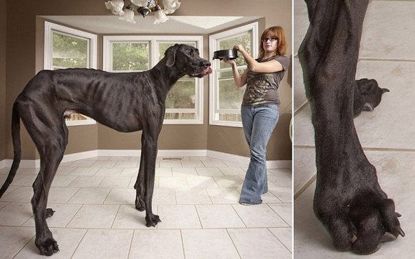 В Книгу рекордов Гиннеса занесли датского дога по кличке Зевс из американского штата Мичиган как самую высокую собаку в мире. Рост Зевса составляет 1,12 метра.