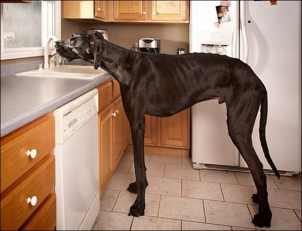 В Книгу рекордов Гиннеса занесли датского дога по кличке Зевс из американского штата Мичиган как самую высокую собаку в мире. Рост Зевса составляет 1,12 метра.