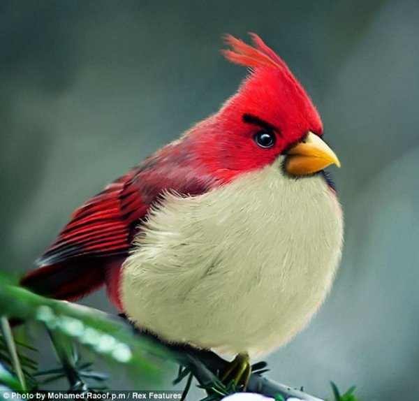 Вот они и есть те самые птицы из игры Angry Birds!Они действительно существуют в реальной жизни.