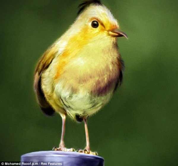 Вот они и есть те самые птицы из игры Angry Birds!Они действительно существуют в реальной жизни.