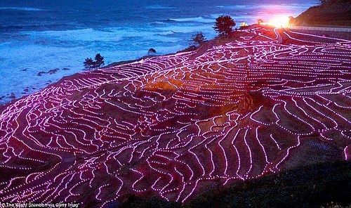 Японские рисовые поля мерцают в темноте благодаря 20 тысячам LED-ламп 