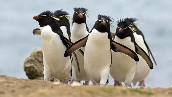 Крутые пингвины.