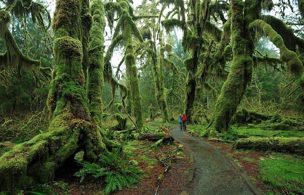 Hoh Rain Forest, национальный парк Олимпик, США. 