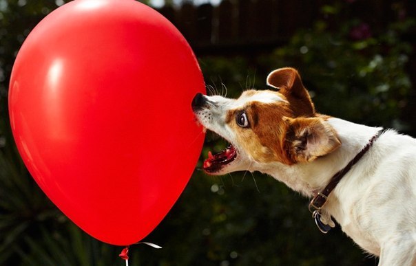 Собаки тоже умеют устанавливать рекорды, да еще какие! Терьер по прозвищу Anastasia попала в Книгу рекордов Гиннесса лопнув 100 воздушных шаров за 44.49 секунды. Установка этого необычного рекорда была записана на видео