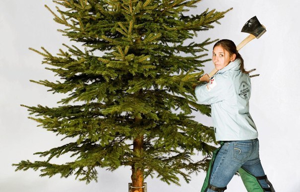Американка Erin Lavoie установила рекорд по скоростной вырубке новогодних елок за 3 минуты - ей удалось за столь короткий срок срубить 27 деревьев. Елки, кстати, подлежали вырубке для последующей продажи