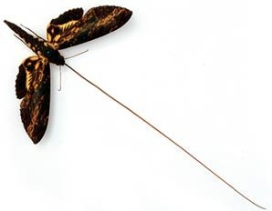 Бражник Cocytius cluentius – бабочка с самым длинным хоботком - до 28 сантиметров.
