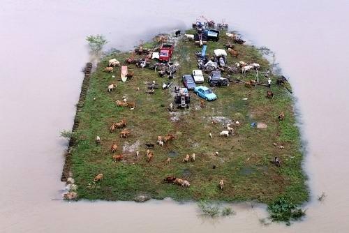 Перед сильным наводнением жители малазийской деревни Джерам Пердас поднялись на самый высокий близлежащий холм. Захватили с собой самое ценное: машины, скот. Вот и получился такой забавный квадратный остров.