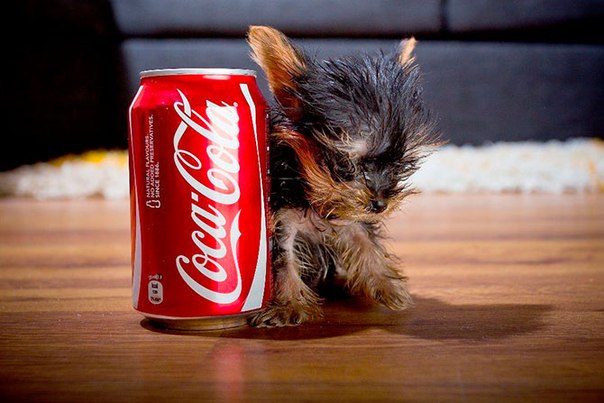 Самая маленькая в мире собачка :)