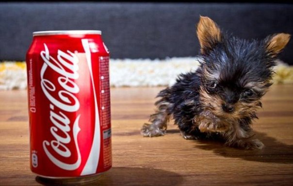 Самая маленькая в мире собачка :)