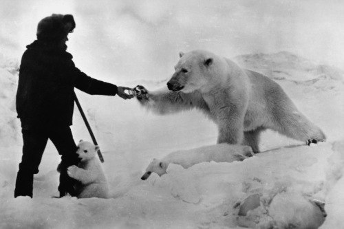 СССР, Крайний Север, 80-е годы. Полярники подкармливают голодную медведицу сгущенкой.