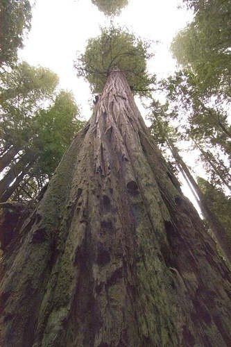 Самым высоким деревом в мире признана гигантская секвойя, обнаруженная в лесах на севере Калифорнии в 2006 году. Исполин возвышается на 115.8 метровую высоту.