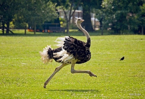 "Самой быстрой не летающей птицей признан африканский страус, который, несмотря на большую массу, может в случае необходимости развивать скорость до 72 км/ч."