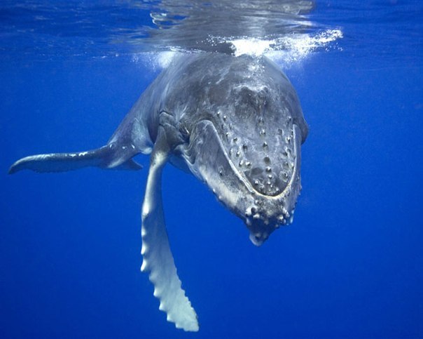 Самый одинокий кит в мире – это кит 52 Герца, он поет свою песню, но никакой другой кит ему не будет отвечать, так и продолжается его путешествие по морям и океанам в полном одиночестве.