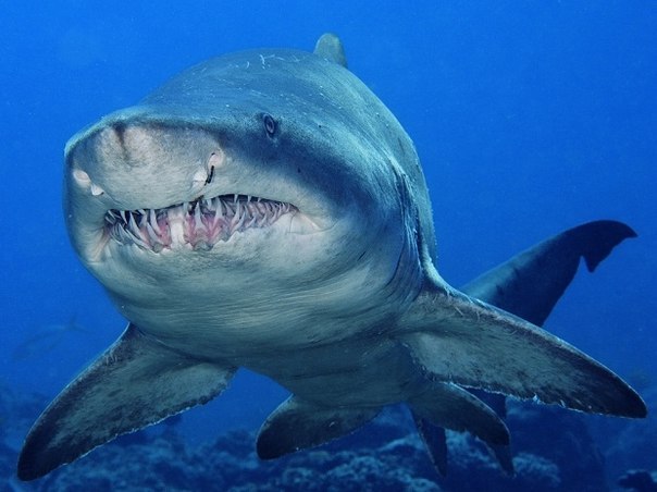 Песчаная тигровая акула.