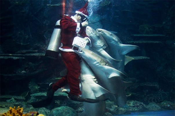 Профессиональный дайвер в костюме Санта-Клауса кормит акул в филиппинском океанариуме.