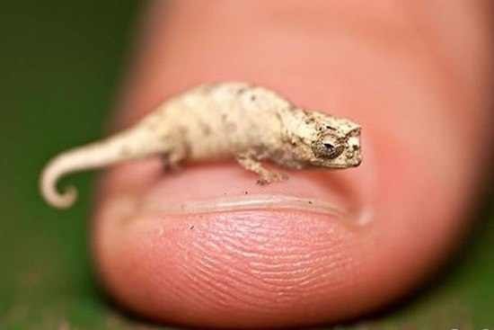 Самый маленький хамелеон в мире был найден немецкими учеными в тропических лесах на острове Мадагаскар.