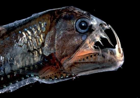 Мы сталкивались со знаменитой рыбой-гадюкой в диснеевском мультфильме "В поисках Немо". Узкое туловище, широкие, раздутые челюсти и массивные ядовитые зубы, опоясывающие голову, - все это производит неприятное впечатление. Эта рыба обитает в основном на глубине 200-1000 метров и способна прожить до 40 лет. Ей принадлежит рекорд Гиннесса как владельцу самых больших зубов по сравнению с головой.