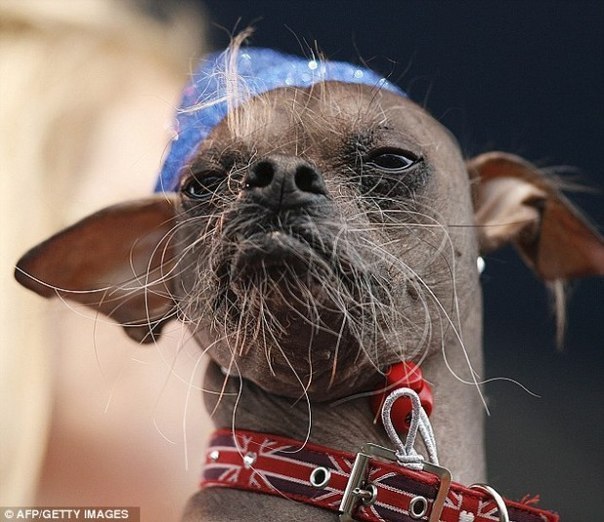 Победителем ежегодного конкурса на звание самой уродливой в мире собаки, проходящем в США, стал кобель Магли из Великобритании. 