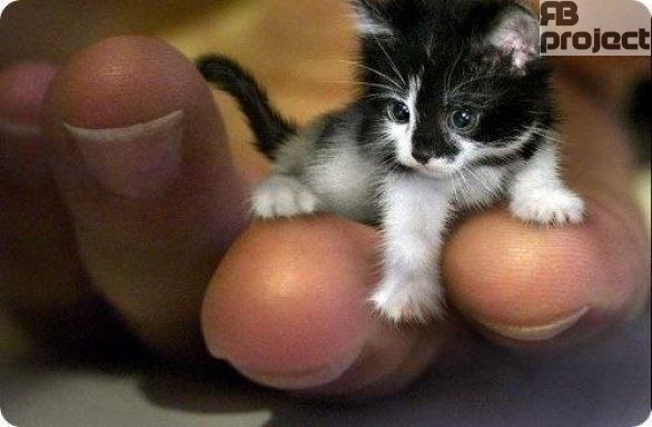 Самым крошечным котом на свете был гималайский кот Тинкер Той из Иллинойса. Он весил 680 грамм, был 18 см в длину и его рост составлял 7 см!