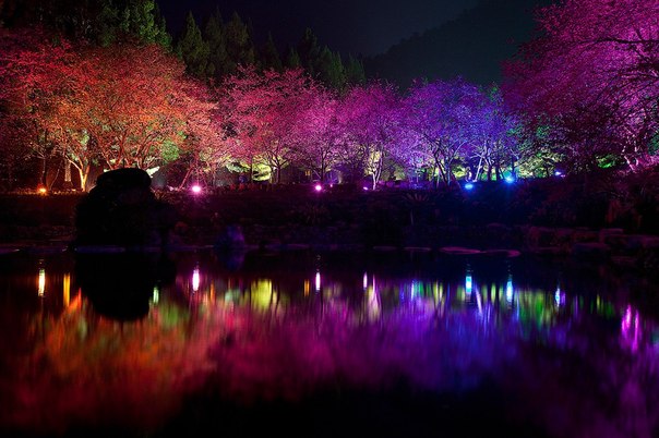 Если вы собираетесь на Тайвань, обязательно посетите его в феврале, чтобы воочию увидеть эту природную красоту. Каждый год с 2001 года, Фестиваль цветения вишни привлекает толпы туристов в деревню Формосан, где растут свыше двух тысяч деревьев вишни. Хотя на это обилие вишневого цвета можно часами смотреть и днем, задержитесь до позднего вечера, чтобы увидеть настоящую красоту.