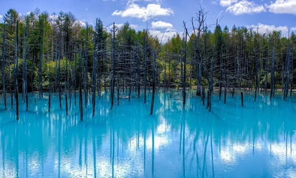 Единственный в мире Синий пруд, Хоккайдо, Япония.