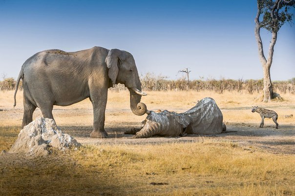 Прощание со старым другом. Слоны очень болезненно переживают утрату кого-либо из членов своего стада.