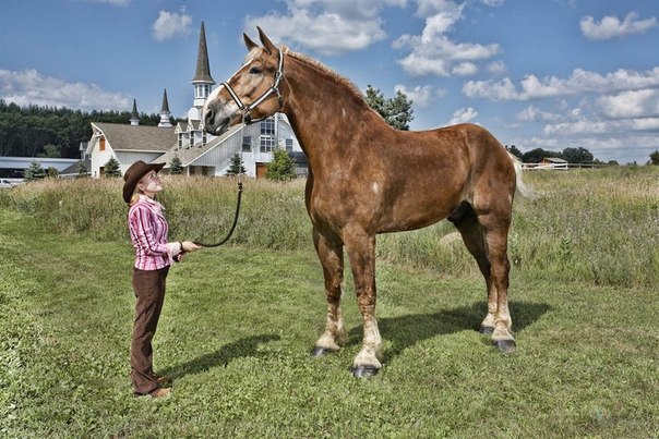 Самая большая лошадь в мире