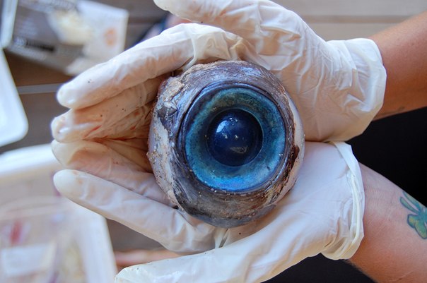 Гигантское глазное яблоко, найденное на пляже Помпано Бич на севере курортного города Форт-Лодердейл в штате Флорида, США. Пока не известно какому существу принадлежит орган.