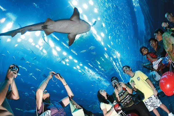 Самый большой в мире крытый аквариум находится в Дубай