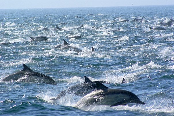 Более 100 тысяч дельфинов были замечены у берегов Сан-Диего