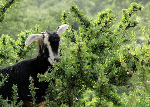 Марокко – единственная страна, где козы пасутся не на земле, а не деревьях.
