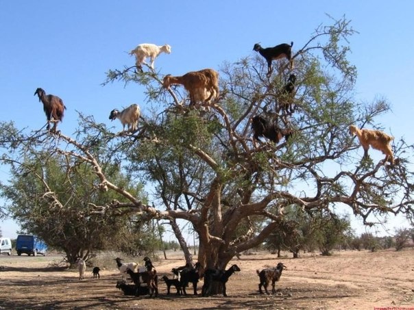Марокко – единственная страна, где козы пасутся не на земле, а не деревьях.