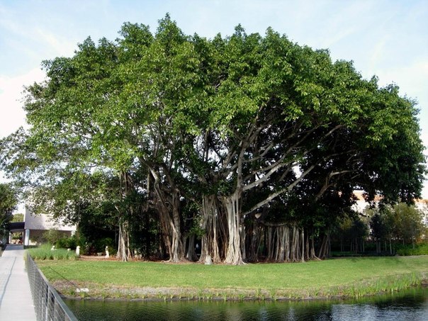 Баньян – национальное дерево Индии