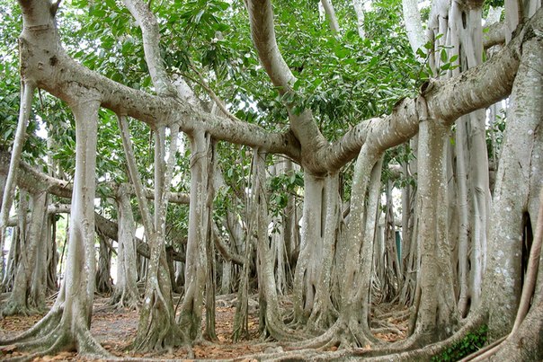 Баньян – национальное дерево Индии