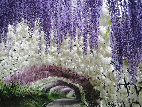 Этот сад является домом невероятно красивых 150 цветущих глициния 20 различных видов. Главной достопримечательностью сада является тоннель Вистерия (Wisteria tunnel), по которому посетители могут спуститься и насладиться очаровательным цветением и нежным запахом этих лиан.