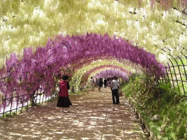 Этот сад является домом невероятно красивых 150 цветущих глициния 20 различных видов. Главной достопримечательностью сада является тоннель Вистерия (Wisteria tunnel), по которому посетители могут спуститься и насладиться очаровательным цветением и нежным запахом этих лиан.