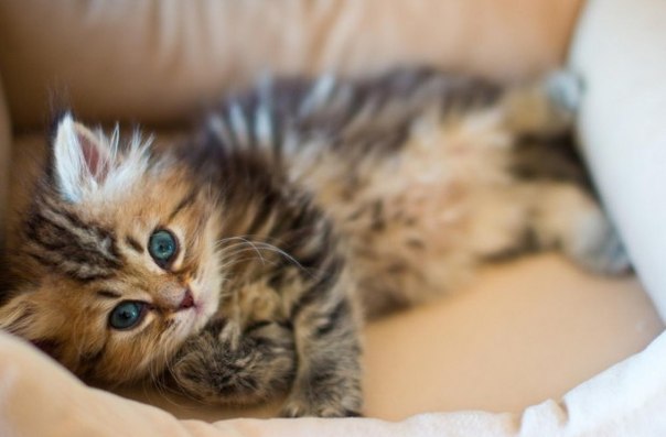 Котенок Дейзи признан самым симпатичным в мире