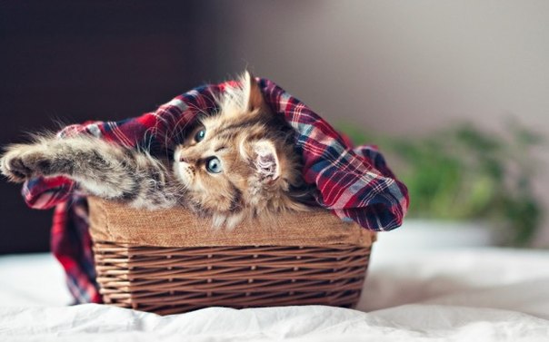 Котенок Дейзи признан самым симпатичным в мире
