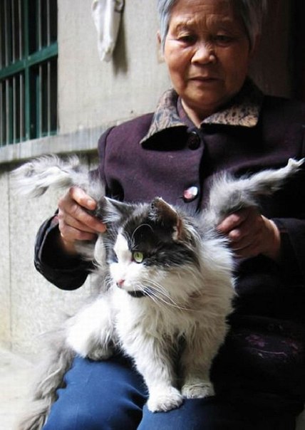 В Китае живёт кот с крыльями
