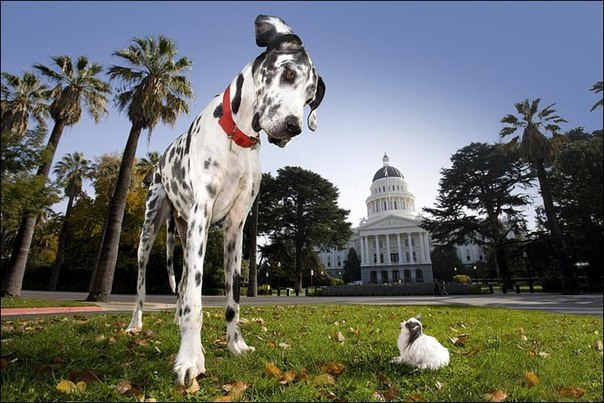 В Сакраменто (Калифорния) встретились самая большая в мире собака Гибсон и самая маленькая в мире собака Бу-Бу (по версии Книги рекордов Гиннесса).Рост датского дога Гибсона в вертикальном положении достигает 2 метров и 10 сантиметров. 