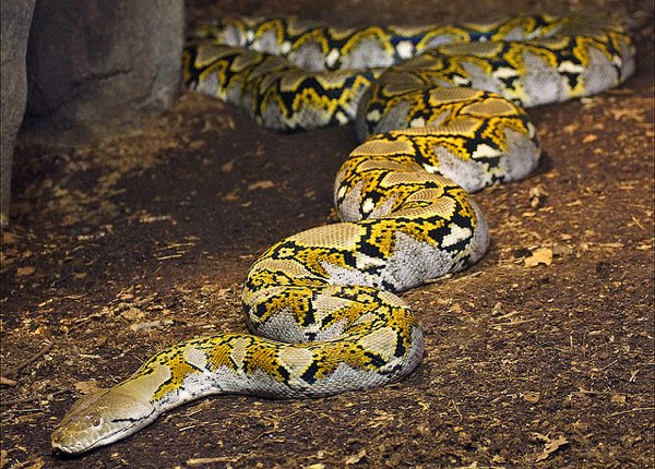 Сетчатый питон (Broghammerus reticulatus) – змея с двумя «титулами»: самая длинная змея в мире и самое длинное сухопутное животное планеты. 