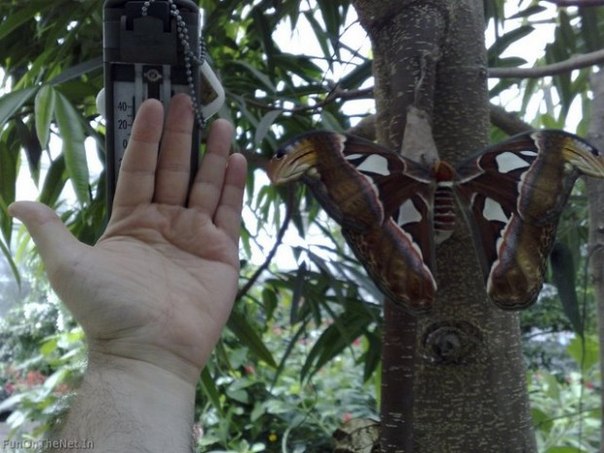 Самая большая в мире бабочка живет в Гималаях