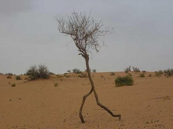 Бегущее дерево в пустыне Сахара'.