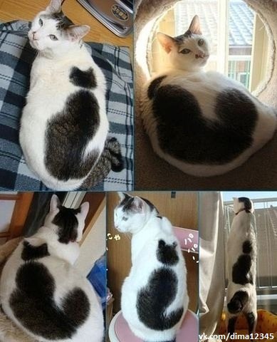 Кот, у которого на спине - кот :)